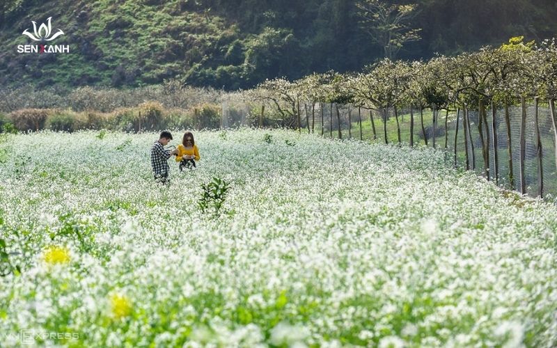 Mộc Châu mùa hoa cải