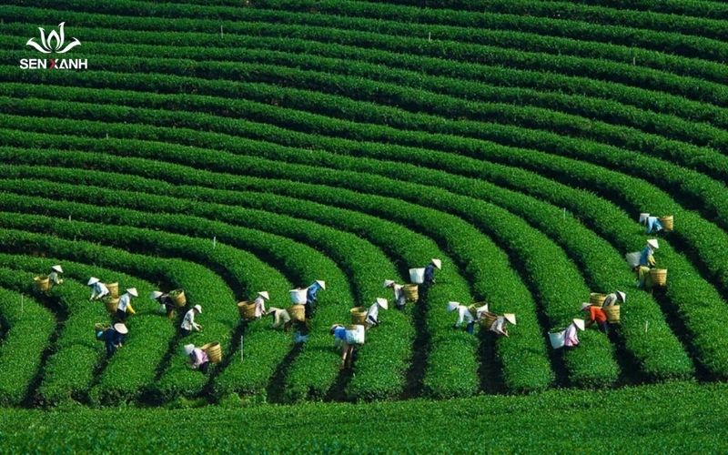 Mộc Châu Sơn La